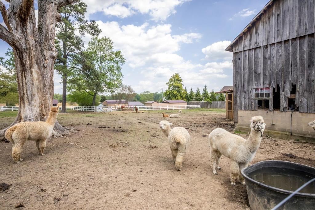 Watch Deer from a Farm Cottage